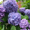 あじさいの花