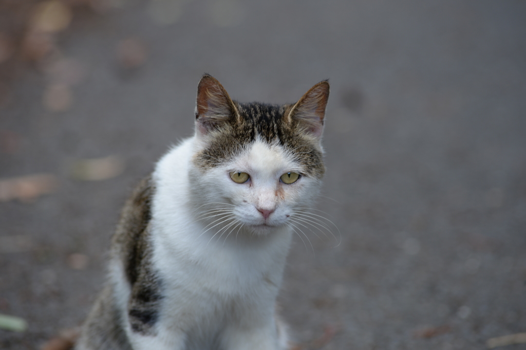 田代島の猫②