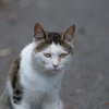 田代島の猫②