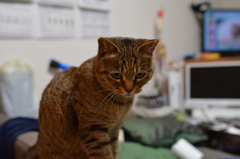 うつむく猫