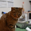 うつむく猫