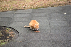 ノラ猫