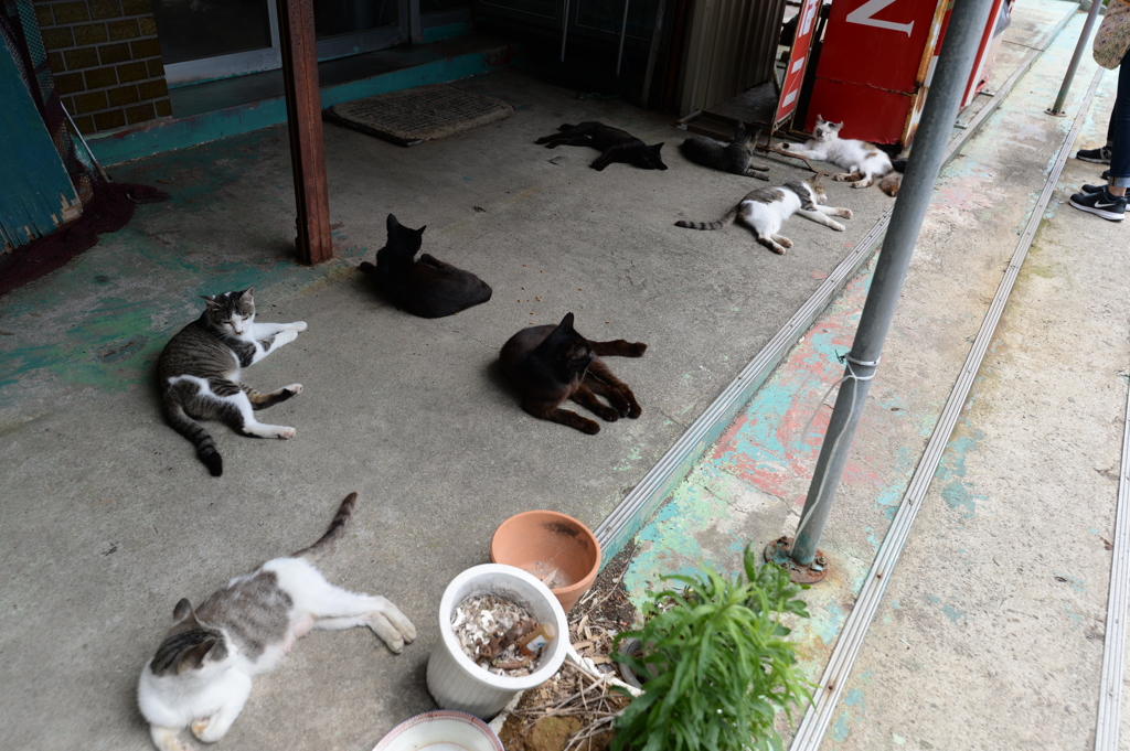 田代島の猫⑥