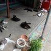 田代島の猫⑥