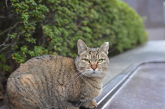 公園ねこ