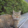 公園ねこ