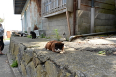田代島の猫⑤