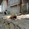 田代島の猫⑤