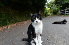 田代島の猫①