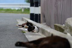 田代島の猫④