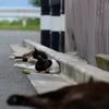 田代島の猫④