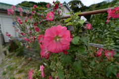 田代島の花①