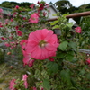 田代島の花①