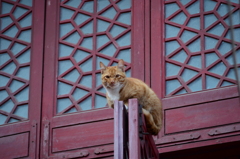 マカオで見た猫