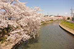 桜