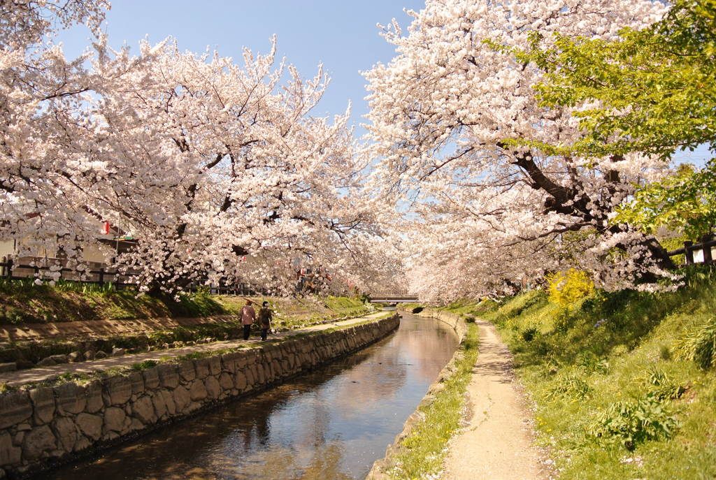 桜
