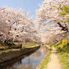 桜