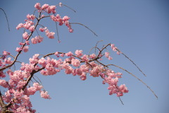 桜？