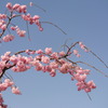 桜？