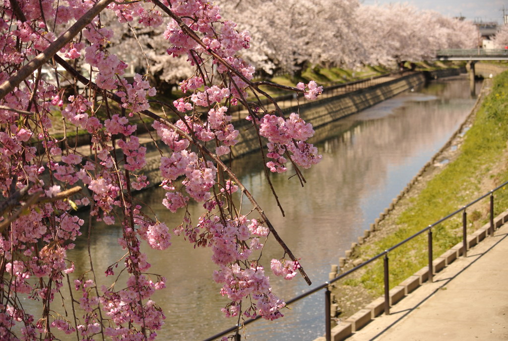 桜