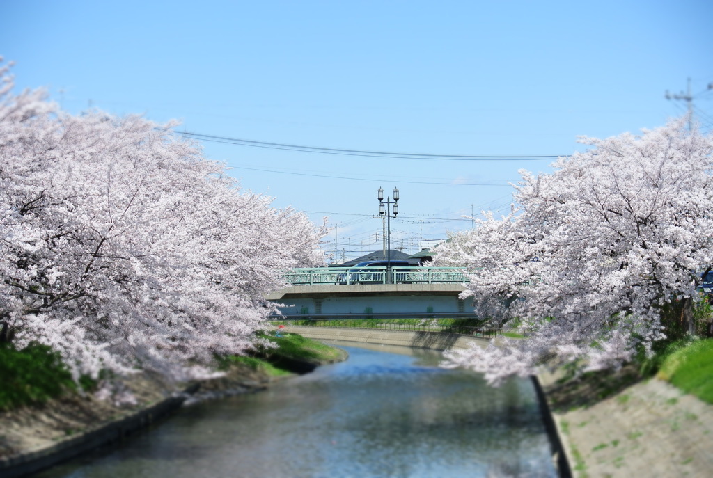 桜