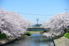 桜