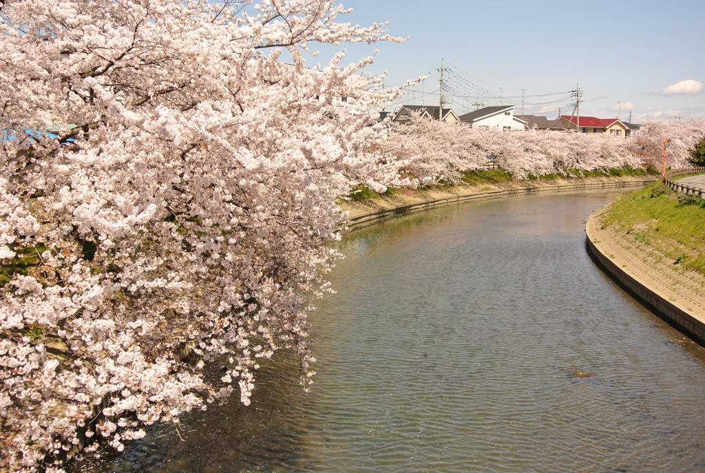 桜