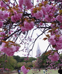 御苑の桜1
