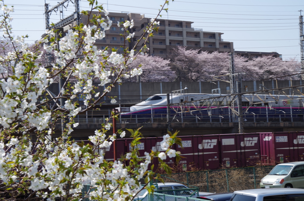 桜の中へ