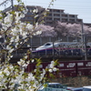 桜の中へ