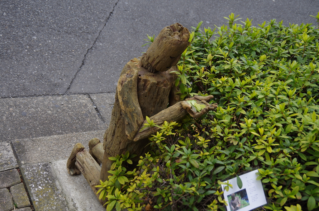 流木の人から