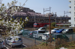 桜と貨物
