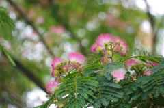 ねむの木の花