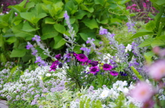 小さな花壇