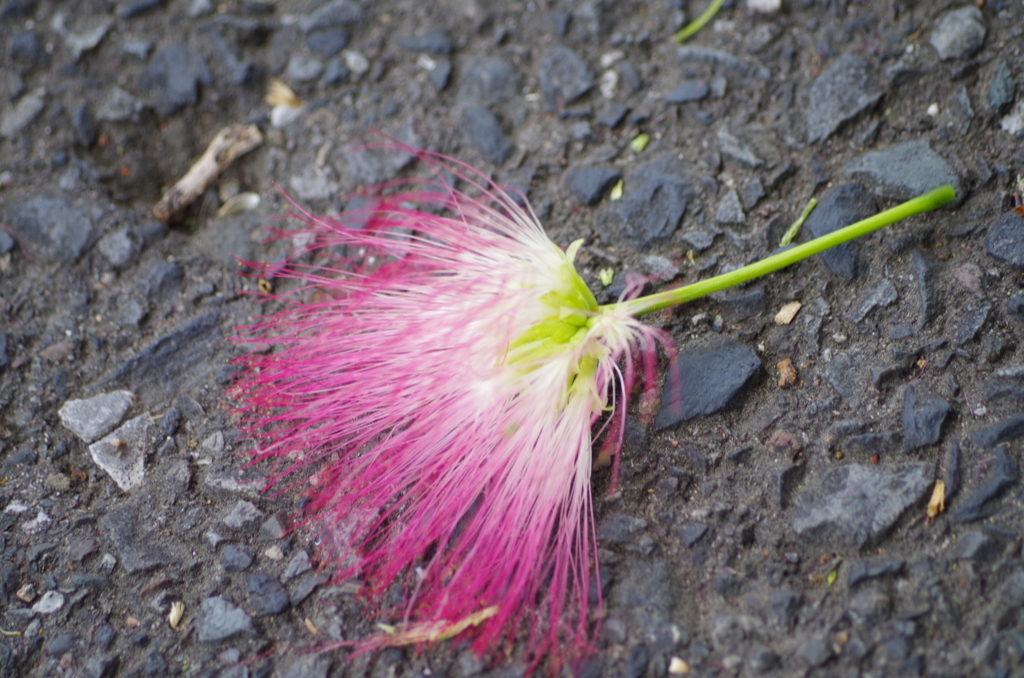 ねむの木の花2