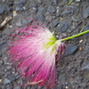 ねむの木の花2