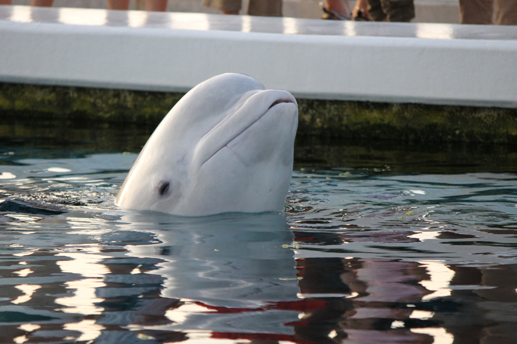 ふれあいラグーン