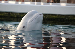 ふれあいラグーン