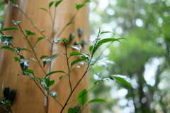 雨雨そしてやっぱり雨