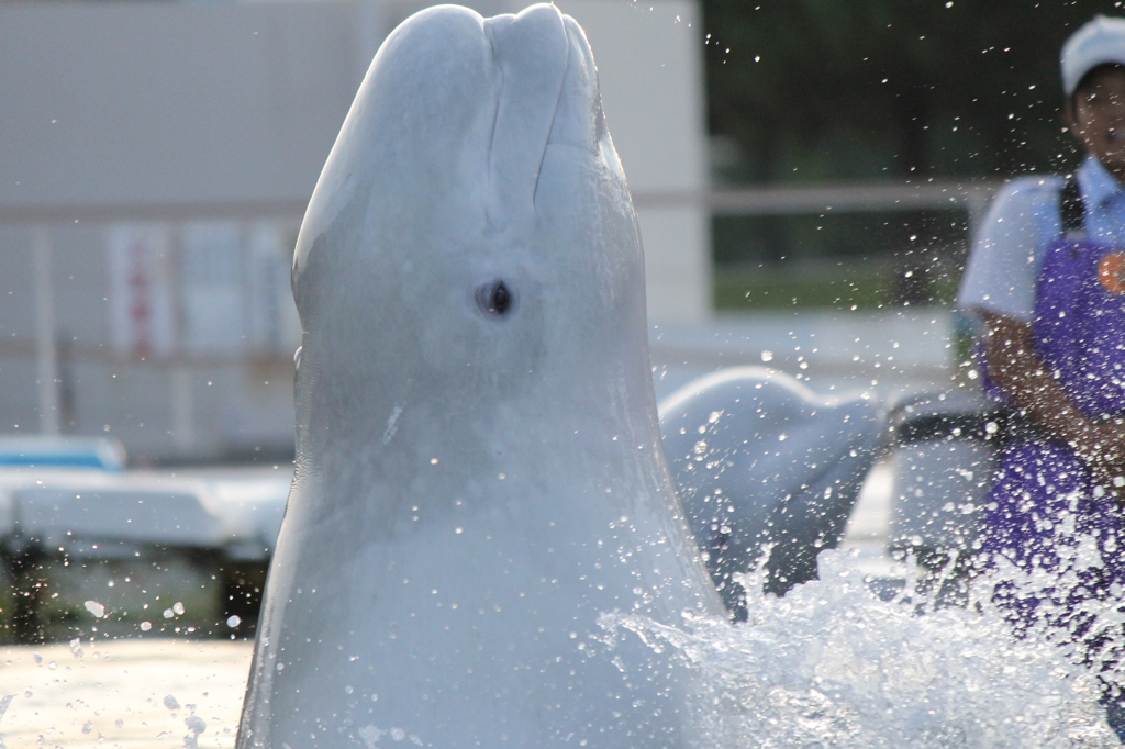水バシャのはじまりはじまり
