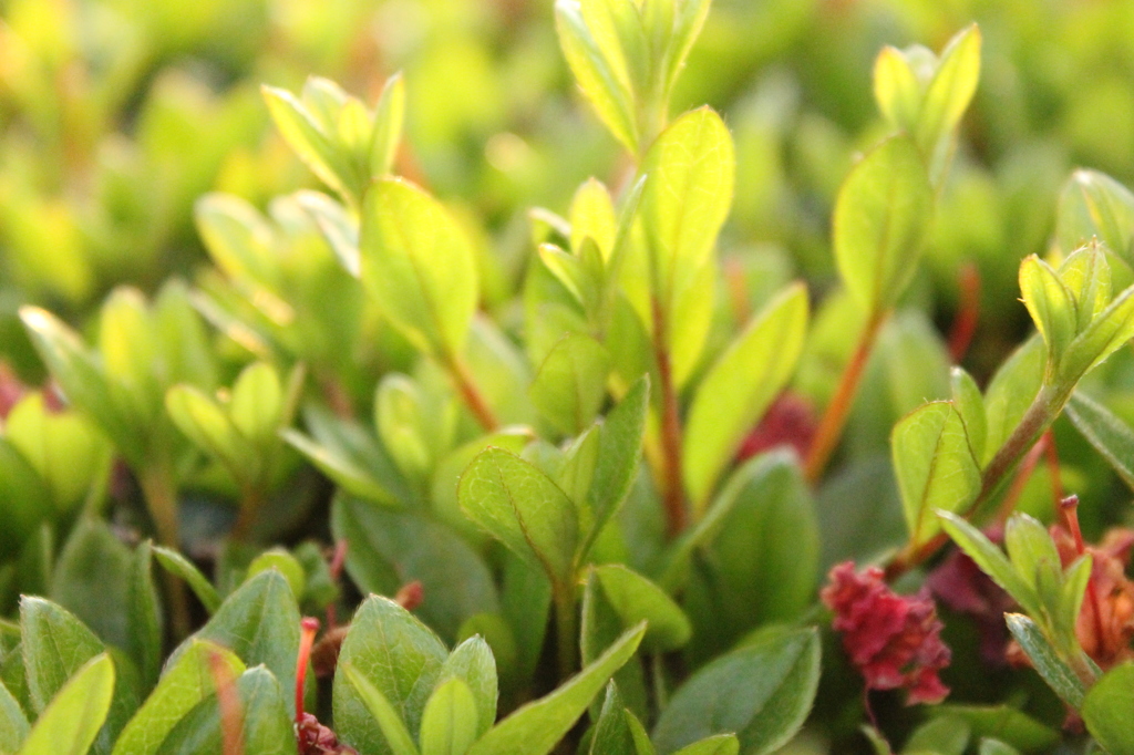 葉っぱは元気だ