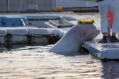 シロイルカと花飾り