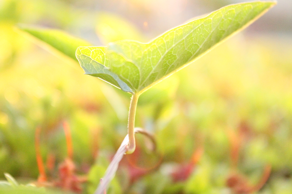何の葉っぱだろう