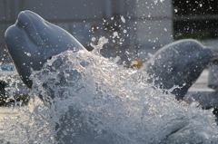 水バシャ大盛況！