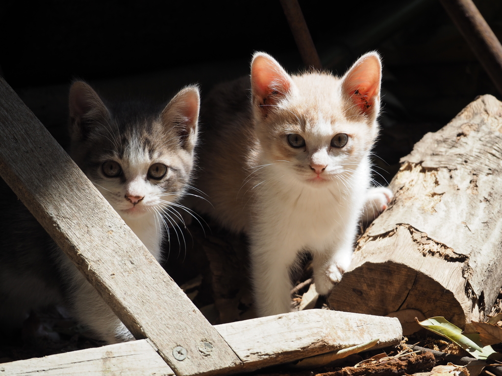 子猫。4