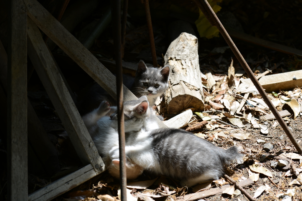 子猫。5