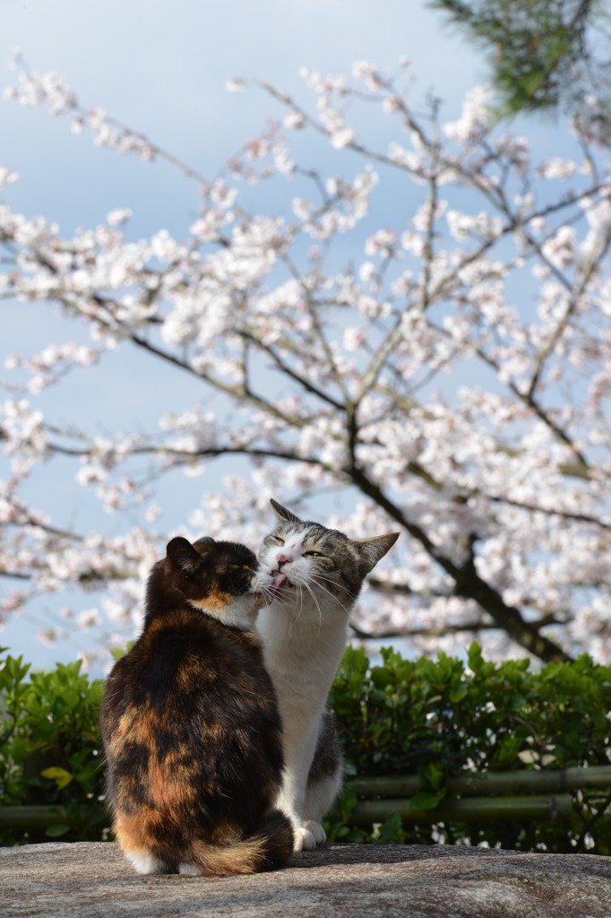 毛繕い。
