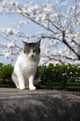 桜と猫。