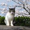 桜と猫。