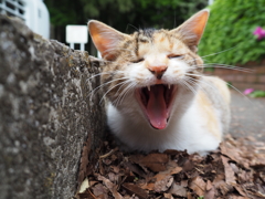 大あくび。